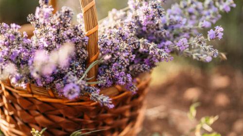 A woven basket filled with purple lavender, close up.