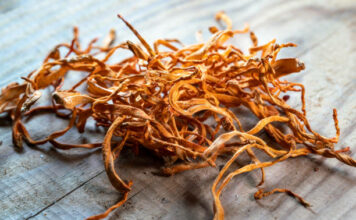 Zvláštní houba Cordyceps odstraňuje únavu
