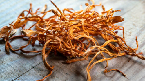 cordyceps flower