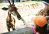 5 nejlepších zoologických zahrad v Evropě, které potěší děti i dospělé
